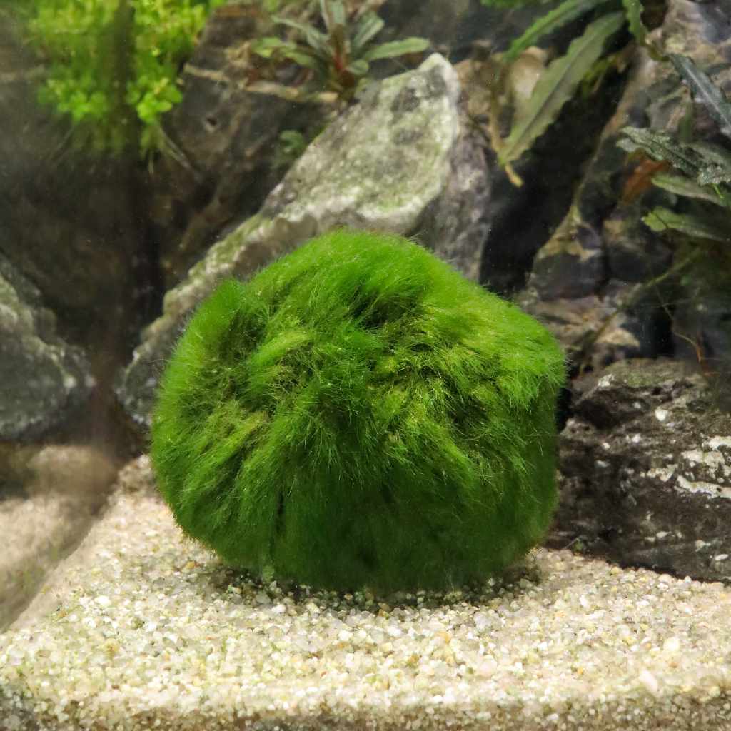 Marimo Moss Ball 23cm Live Rium Plant Ornament For Algae, Aquarium Fish For  Sale, Shrimp, And More Green Garden Ornamental Foreground Grass From Rrjg,  $14.21