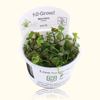 marsilea-hirsuta-tissue-culture-5703249010070-33679712976965