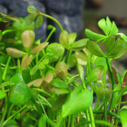 marsilea-hirsuta-tissue-culture-5703249010070-33727593152581