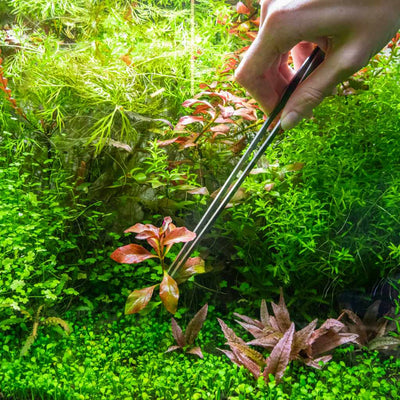 Aquarium Co-Op Aquascaping Tool Planting Tweezers