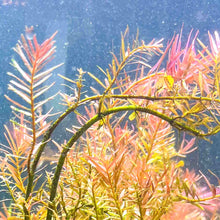 Load image into Gallery viewer, Aquarium Co-Op Live Plants Rotala H’ra
