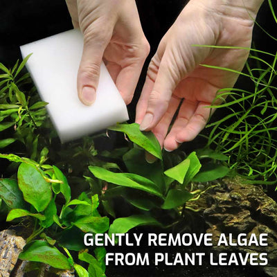 small_algae_scrubbers_plant_leaves