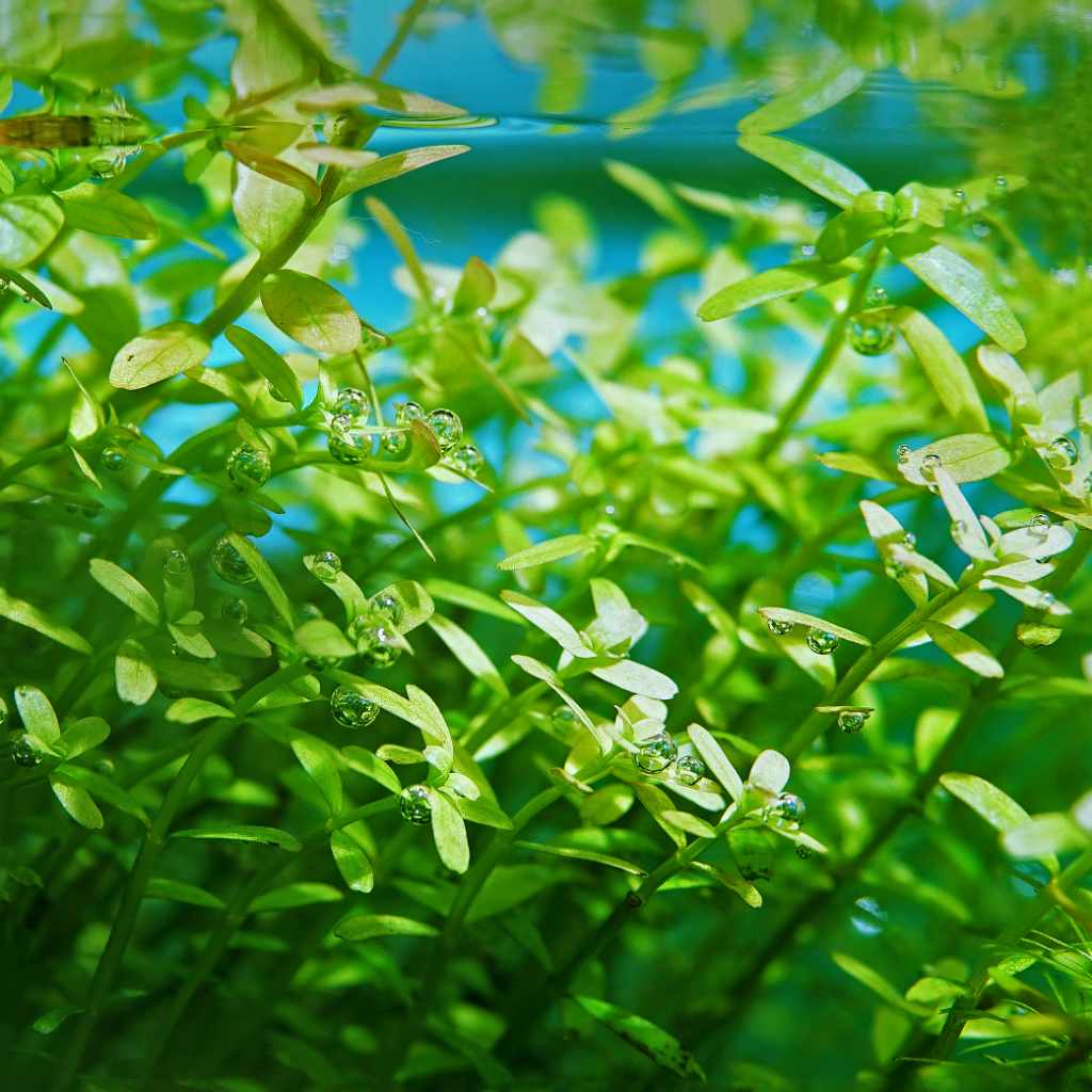 Bacopa aquarium plant best sale