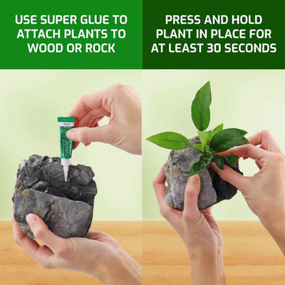 small_gluing_anubias_to_rock