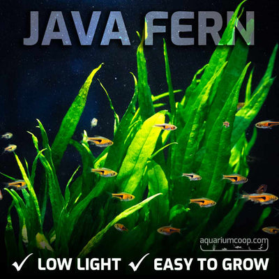 small_java_fern_fb_ads