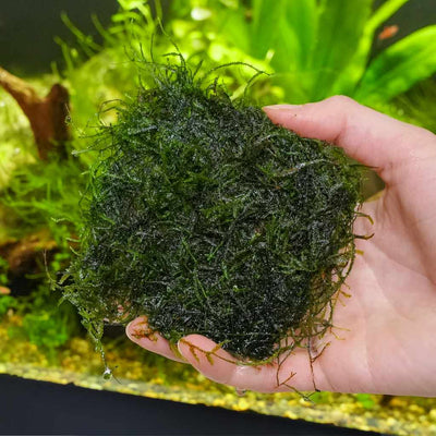 small_java_moss_in_hand_planted_tank