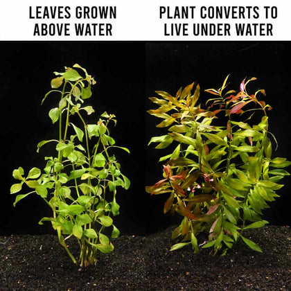 small_ludwigia_repens_conversion