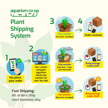 small_plant_shipping_graphic_updated_no_liner