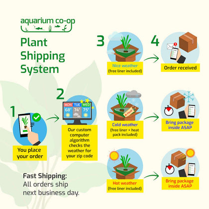 small_plantshippingalgorithmgraphic_updated