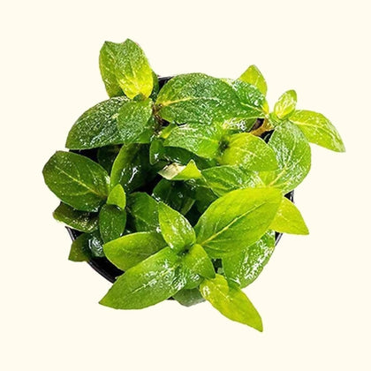 staurogyne-repens-00810055290635-31666990121029