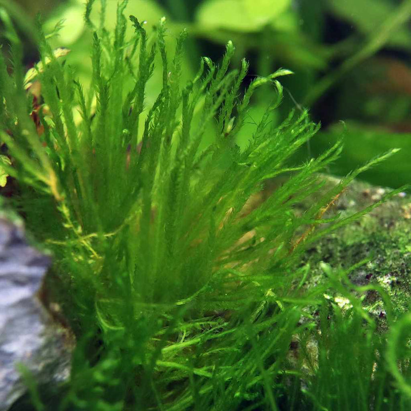 Taxiphyllum sp. 'Spiky Moss' | Live Aquarium Moss for Sale – Aquarium Co-Op