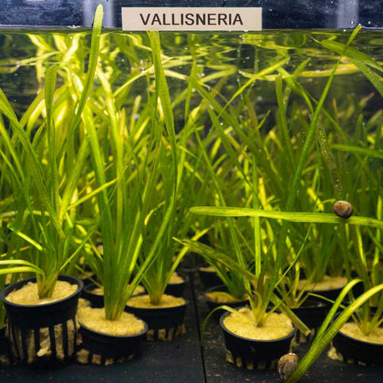 vallisneria-00810055290383-31465842344005