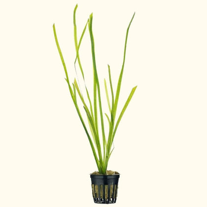 vallisneria-00810055290383-31666993561669