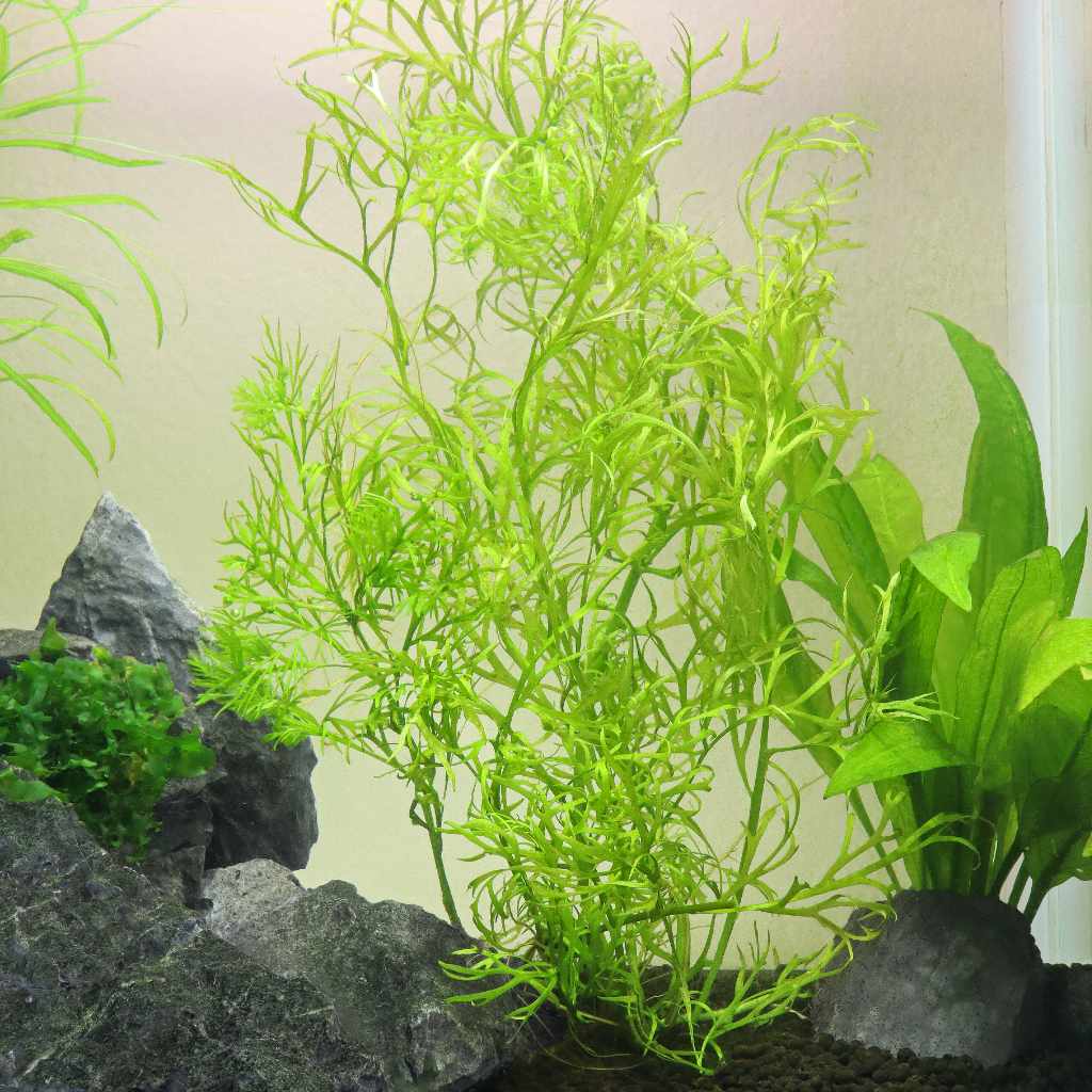 Water Sprite | Floating Aquarium Plant | Live Aquarium Plants for Sale ...